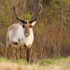 Sob polarni - Rangifer tarandus - Reindeer 8933